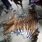 पाटेबाघको छाला र हड्डीसहित एकजना पक्राउ