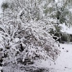 रोल्वालिङ क्षेत्रको  हिमपहिरोमा ७ जना बिदेशीको मृत्यु  