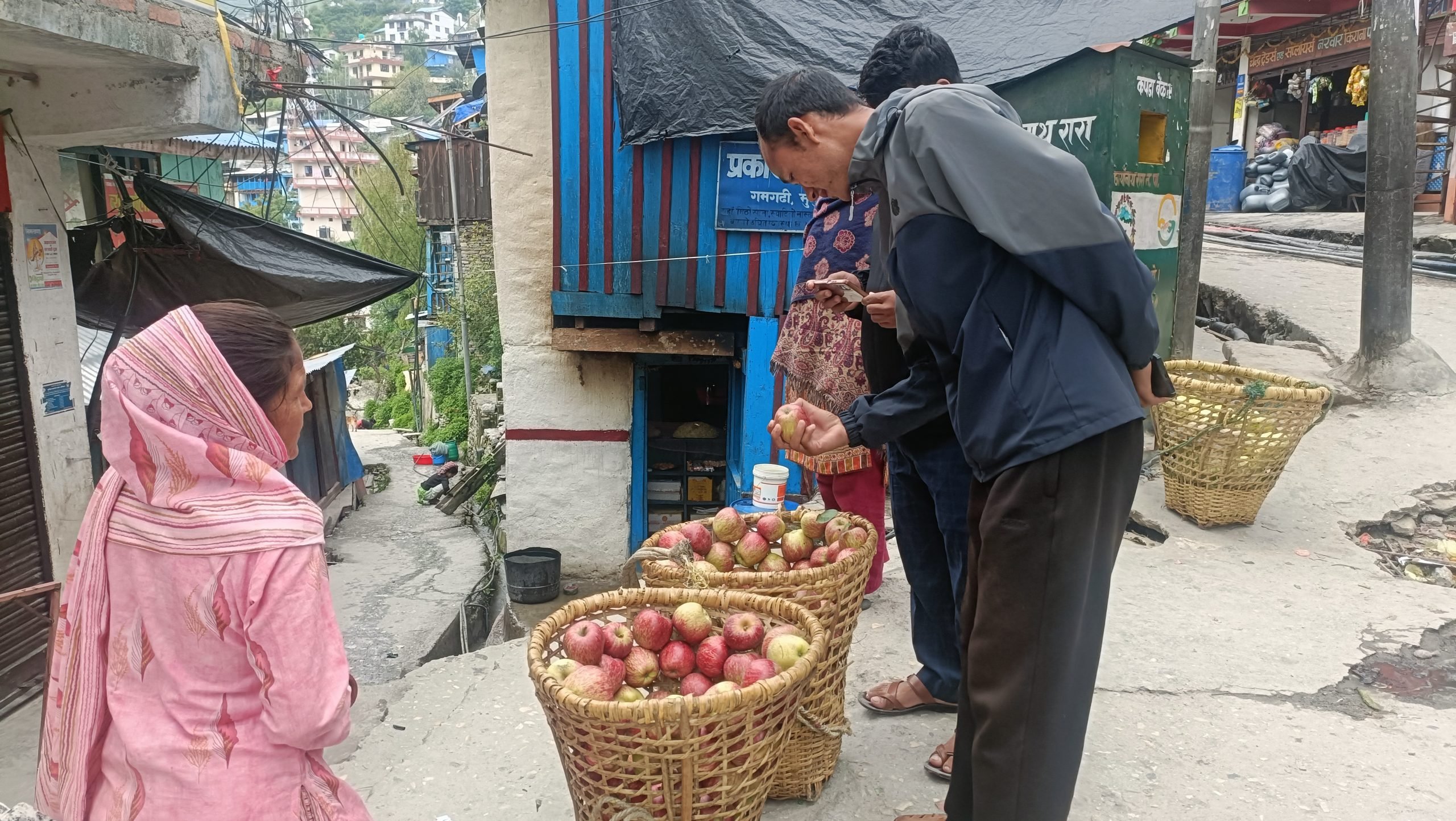 आर्थिक गर्जो टार्न मुगुका किसान काँचो स्याउ बेच्न बाध्य