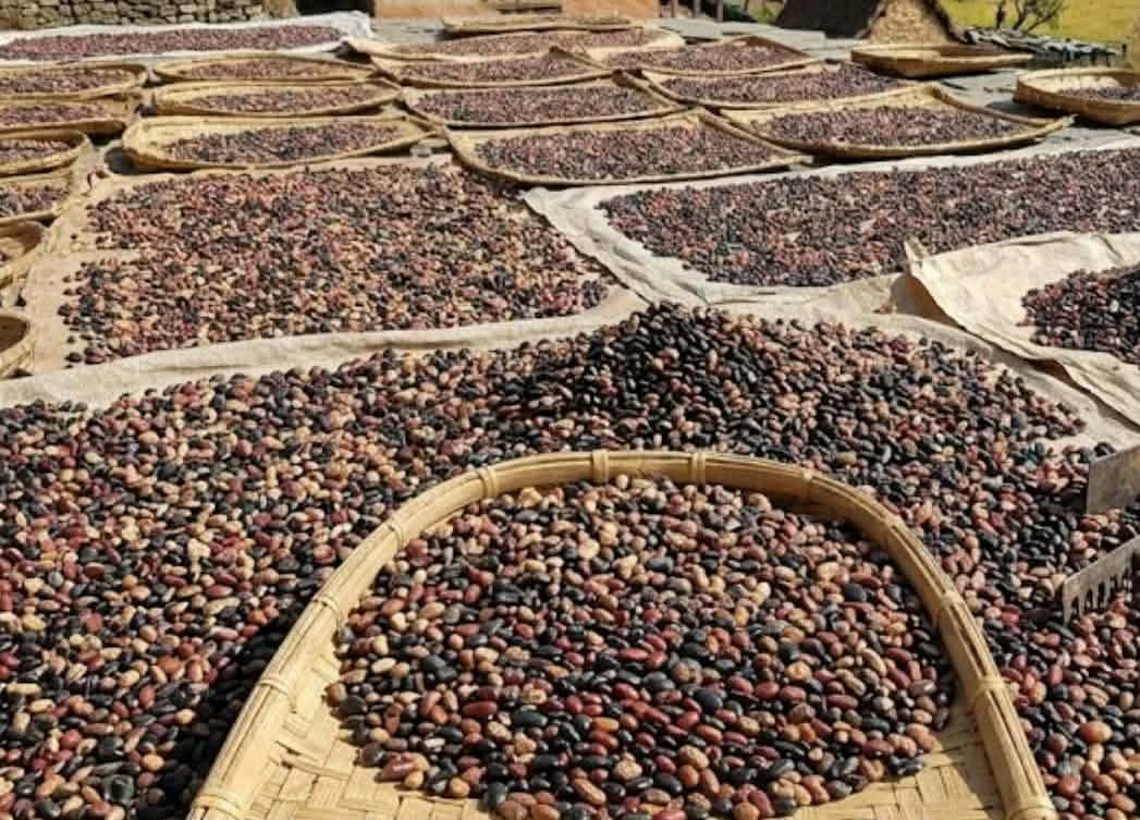 स्थानीय सिमी खरिदले हुम्लाका किसान उत्साहित