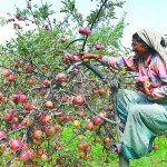 भदौ पहिलो साता अघि हुम्लाका स्याउँ विक्री गर्न रोक (निर्णयसहित)