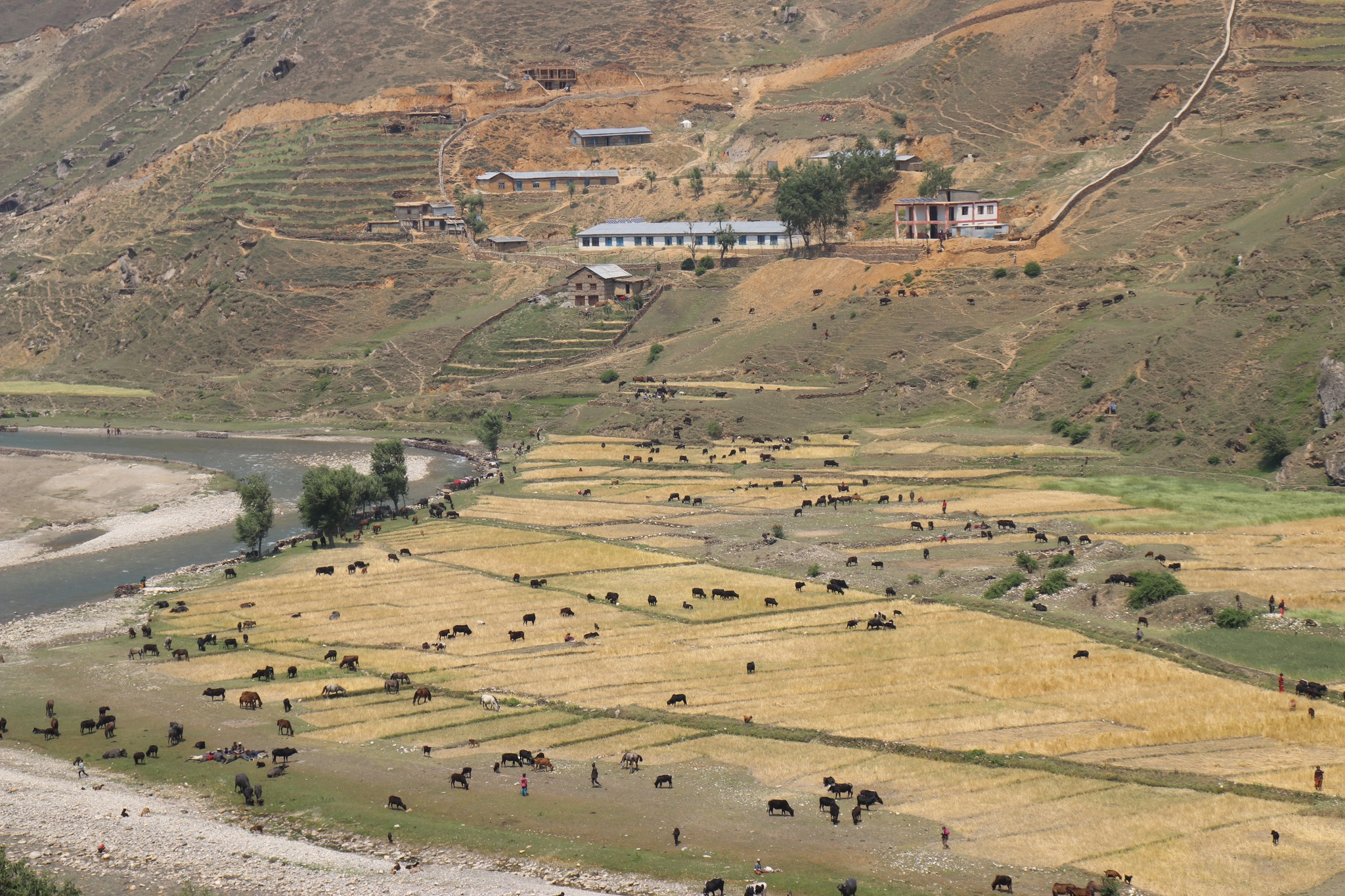 कर्णालीका किसान बाली भित्र्याउन व्यस्त
