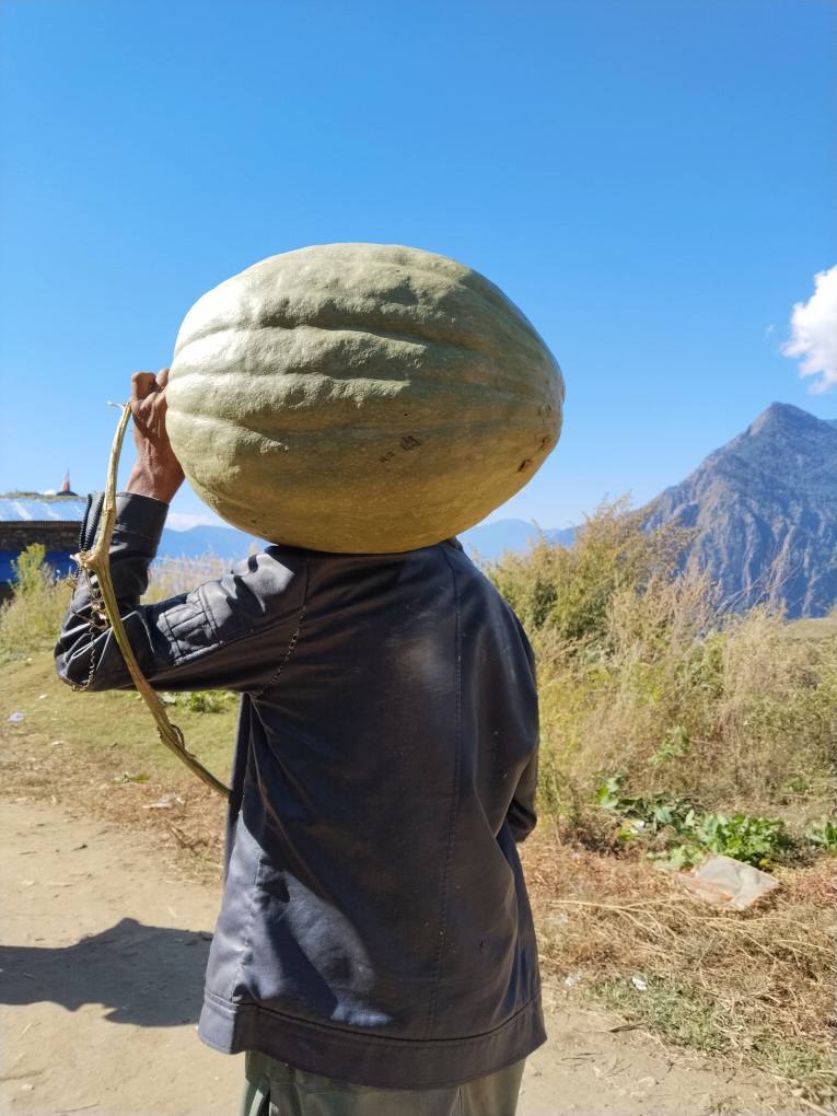 हुम्लाको मेल्छाममा फल्यो, २२ केजीको फर्सी