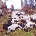 चट्यांग लागेर मुगुमा ८५ भेडा-बाख्रा मरे