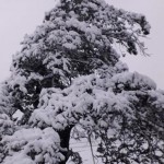 हुम्लामा हिमपात हेर्नुहोस् ८ उत्कृष्ठ फोटो (फोटोफिचर)
