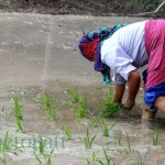 प्रदेश १ मा झन्डै ९५ प्रतिशत रोपाइँ सकियो