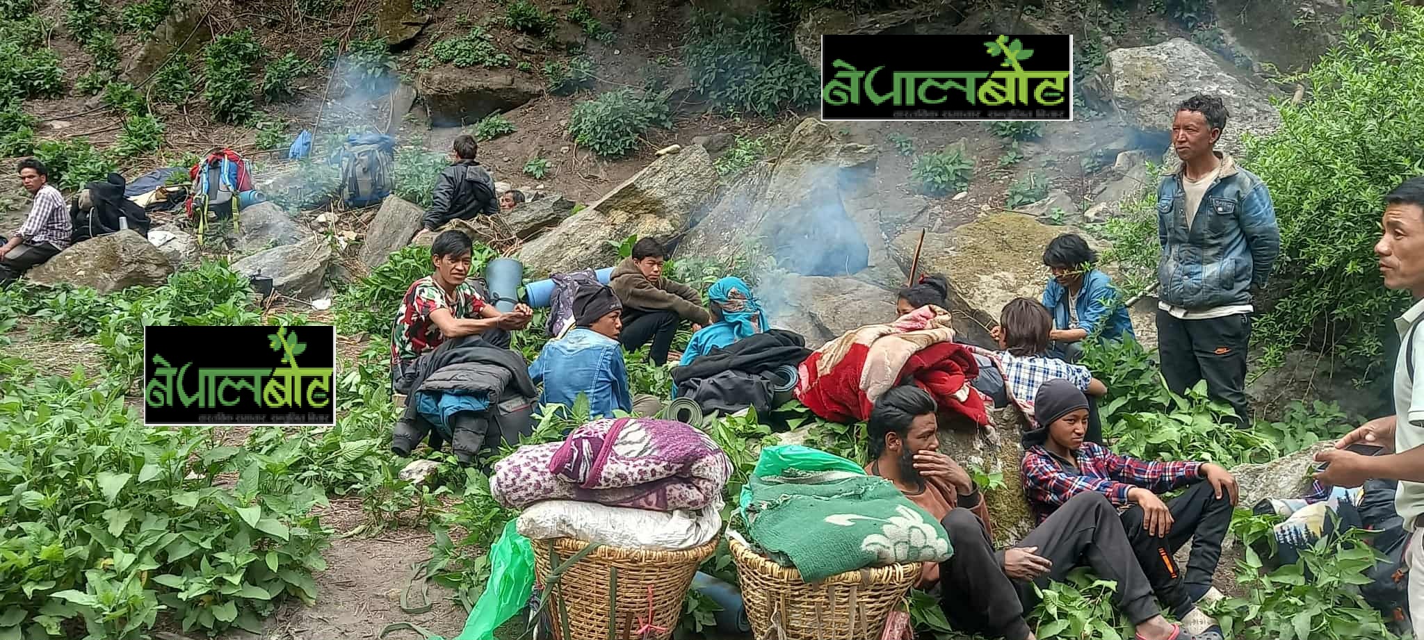 मुगुका डोल्फुवासीको घर, जङ्गली  ‘भोटेजिरा’को भर 